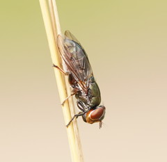 Duomyia