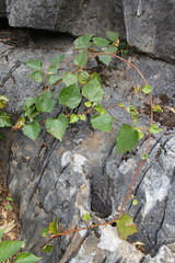 Rubus malipoensis