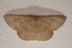 Cyclophora obstataria