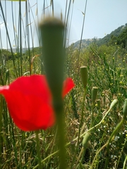 Papaver syriacum