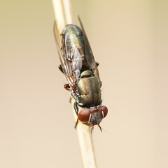 Duomyia