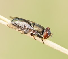 Duomyia