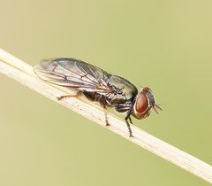 Duomyia