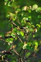 Bauhinia brachycarpa