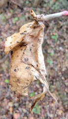 Abraximorpha davidii