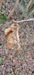Abraximorpha davidii