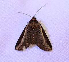 Lophoptera vittigera