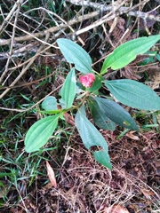 Miconia melastomoides