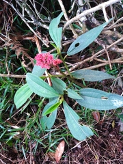 Miconia melastomoides