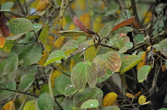 Bauhinia brachycarpa