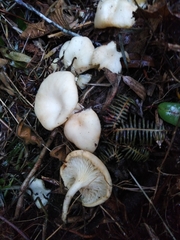 Pleurotus albidus