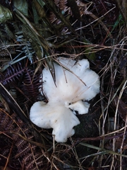 Pleurotus albidus