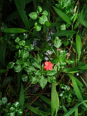 Impatiens walleriana