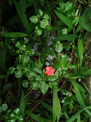 Impatiens walleriana