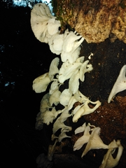 Pleurotus albidus