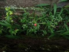 Impatiens walleriana