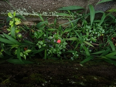 Impatiens walleriana