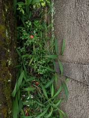 Impatiens walleriana