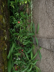Impatiens walleriana