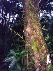 Trichocentrum pumilum