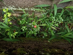 Impatiens walleriana