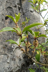 Myrsine seguinii