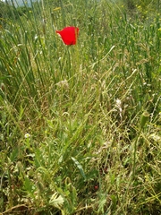 Papaver syriacum