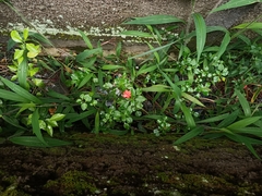 Impatiens walleriana