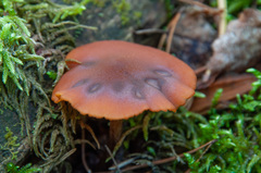Gymnopilus picreus