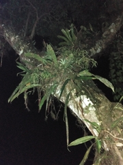 Anthurium gaudichaudianum