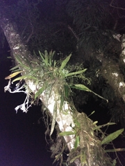 Anthurium gaudichaudianum