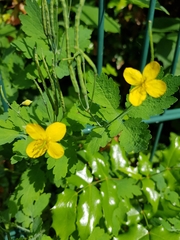 Chelidonium majus