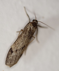 Graphosia stenopepla