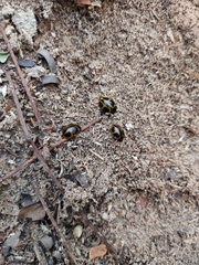 Aegithus quadrinotatus