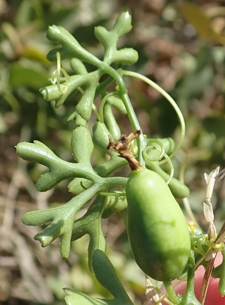 Kedrostis africana (L.) Cogn. 2