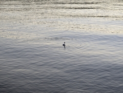 Aechmophorus clarkii