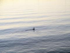 Aechmophorus clarkii