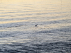 Aechmophorus clarkii