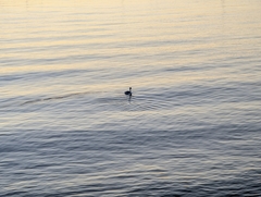 Aechmophorus clarkii