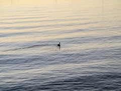 Aechmophorus clarkii