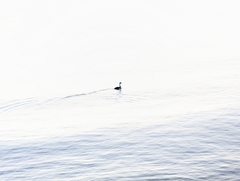 Aechmophorus clarkii