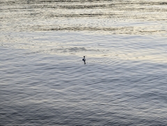 Aechmophorus clarkii