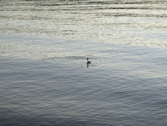 Aechmophorus clarkii