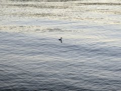 Aechmophorus clarkii