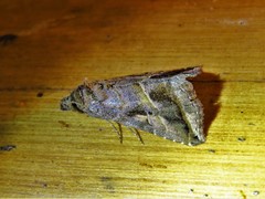 Aglaonice otignatha