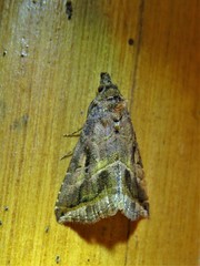 Aglaonice otignatha