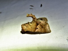 Cecharismena josealis