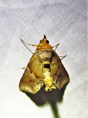 Cecharismena josealis