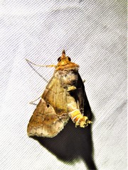 Cecharismena josealis