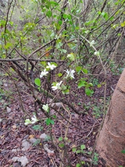 Casearia yucatanensis